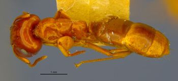 Media type: image;   Entomology 21553 Aspect: habitus dorsal view
